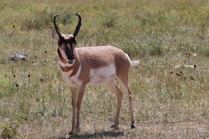 Wildlife Biologists Field Expedition: The Badlands Uncovered - The Heart of the Badlands: Loop Drive, Overlooks, and Visitor Centers