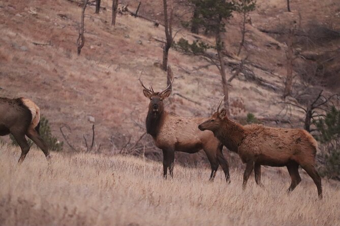 Wildlife Biologists Guide to the Black Hills: Private Tour - Extraordinary Black Hills Adventure with a Wildlife Biologist