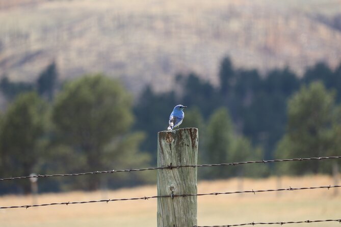 Wildlife Biologists Guide to the Black Hills: Private Tour - What Sets This Tour Apart from Others