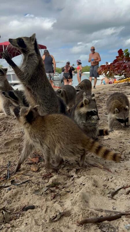 Wildlife Boat Tour & Racoon Island - Experience a Unique 5-Hour Wildlife Boat Tour to Raccoon Island in Fort Lauderdale