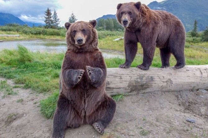 Wildlife Center with Lunch & Local Beer Sampling - Winter&Summer - Discover Alaskas Wildlife and Scenic Beauty with a Unique Cultural Twist