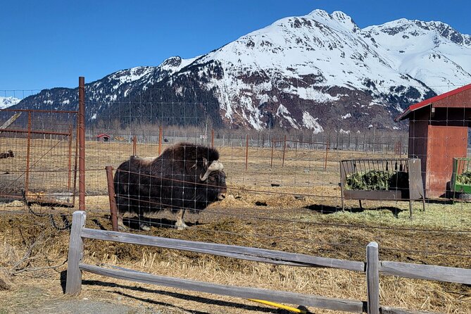 Wildlife Center with Lunch & Local Beer Sampling - Winter&Summer - Scenic Turnagain Arm Drive and Its Spectacular Views