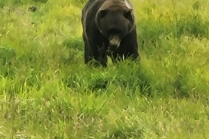 Wildlife Center with Lunch & Local Beer Sampling - Winter&Summer - Girdwood Brewing Company: Craft Beer and Local Flavor