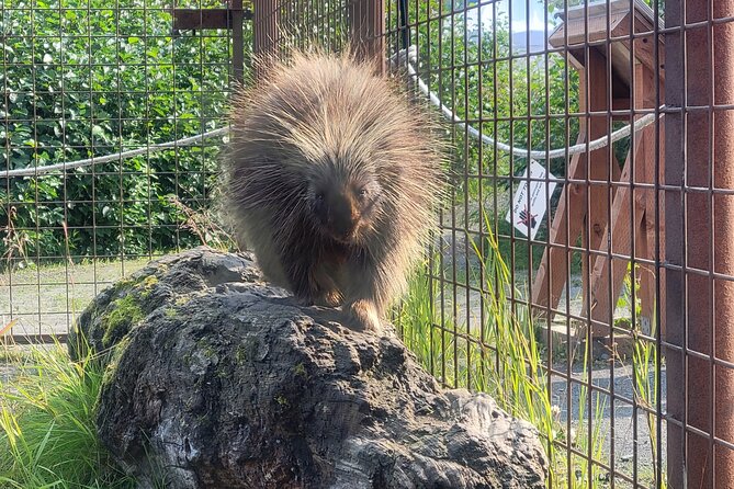 Wildlife Center with Lunch & Local Beer Sampling - Winter&Summer - Lunch and Beverages: Hearty Food and Local Drinks