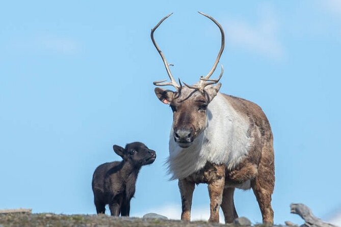 Wildlife Center with Lunch & Local Beer Sampling - Winter&Summer - Traveling in Comfort and Small-Group Dynamics