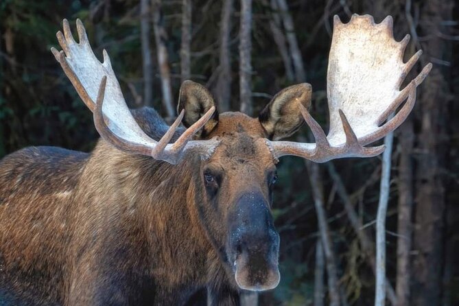 Wildlife Conservation Center & Portage Valley Glaciers - Anchorage Departure and Tour Logistics