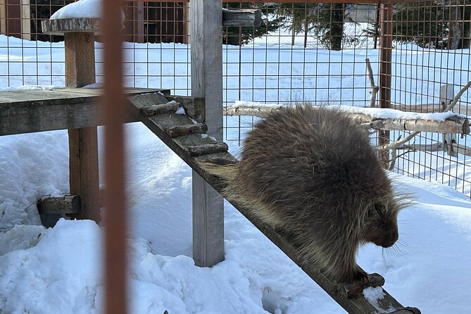 Wildlife Conservation Center & Portage Valley Glaciers - Beluga Point and Beluga Whale Sightings