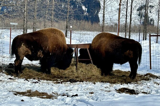 Wildlife Conservation Center & Portage Valley Glaciers - Expertise of the Guides and Personal Attention
