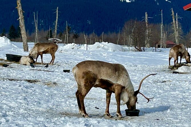 Wildlife Conservation Center & Portage Valley Glaciers - Value and Booking Convenience
