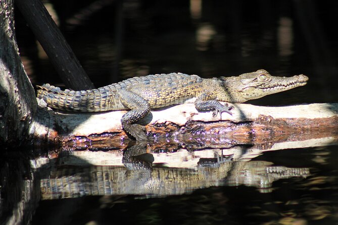 Wildlife Eco Tour on the coast of Oaxaca. - The Scenic Route Through Santa Cruz Huatulco