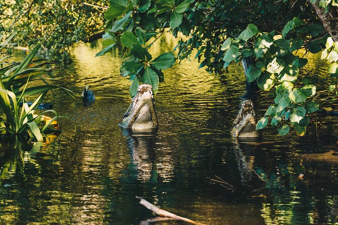 Wildlife Eco Tour on the coast of Oaxaca. - Watching Crocodiles in the Wild