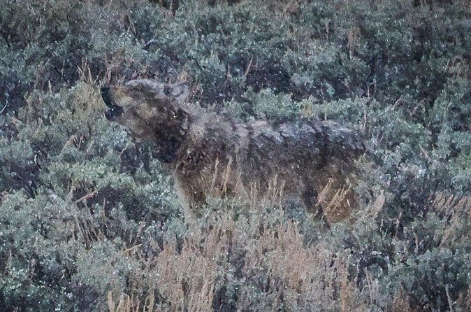 Wildlife Hiking Adventure in Yellowstone with Lunch - What Is Included and What to Bring