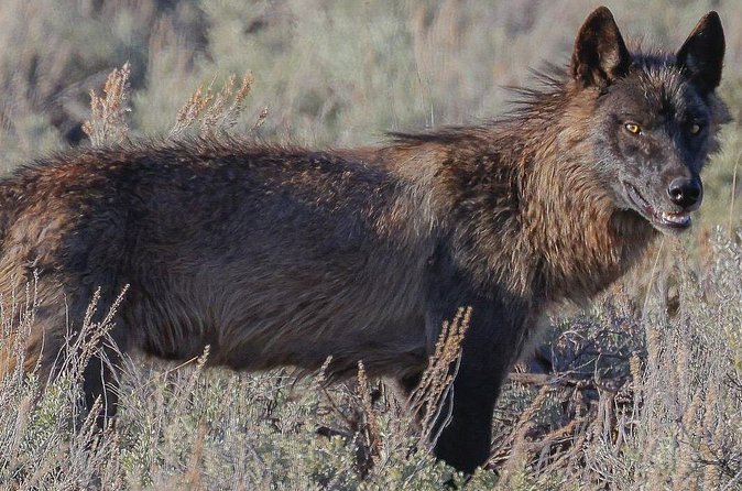 Wildlife Hiking Adventure in Yellowstone with Lunch - Flexibility and Cancellation Policies
