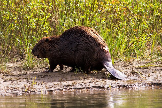Wildlife on the Bow | Big Canoe Tour - The Experience at Banff Canoe Club and Departure Point