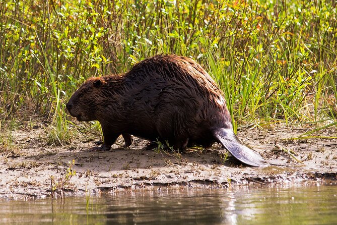 Wildlife on the Bow | Big Canoe Tour in Banff National Park - The Role of Guides and Their Expertise