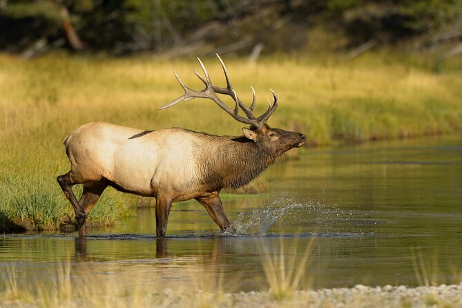 Wildlife on the Bow | Big Canoe Tour in Banff National Park - The Calm and Relaxing Pace of the Tour