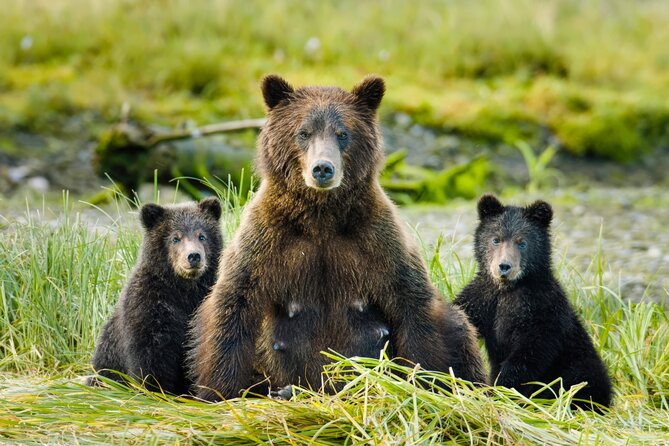 Wildlife Photography Workshop: Sitka Boat Tour (3 hours) - Sitka’s Scenic Waters and Wildlife Encounters