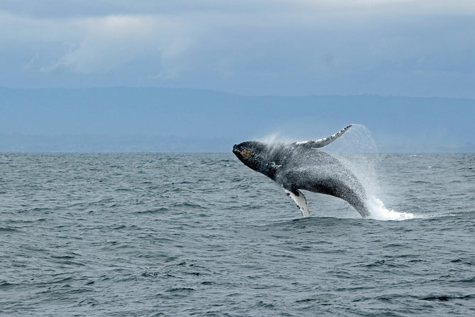 Wildlife Viewing and Whale Watching Quest - Starting at the Ketchikan Visitors Bureau