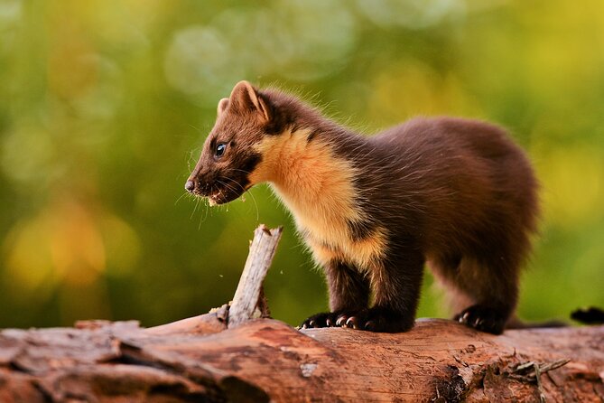 Wildlife Watching Safari by Vehicle & Walks / Photography workshops with a Guide - Weather Considerations and Cancellation Policy