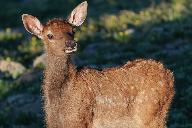 Wildside 4X4's Elk Watching Tour - Key Points