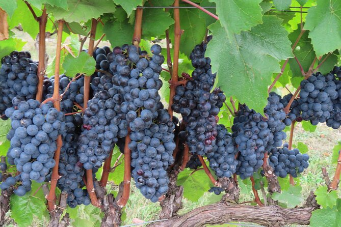 Willamette Valley Boutique Winery Tour with Lunch - Lunch Options and Vineyard Setting