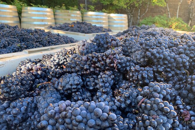 Willamette Wine Tour from McMinnville (Tasting Fees Included) - Discover the Best of Willamette Valley with a Private Wine Tour from McMinnville