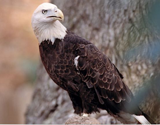 Williamsburg: Busch Gardens Ticket & Water Country Option - Practical Tips for Visiting Williamsburg’s Busch Gardens