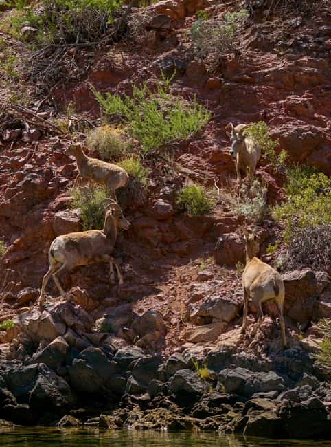 Willow Beach: Half-Day Emerald Cave Kayak Tour  3 Caves - Discover the Unique Kayaking Experience at Willow Beach