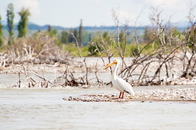 Wilson Scenic Float - Practical Tips for the Float Experience