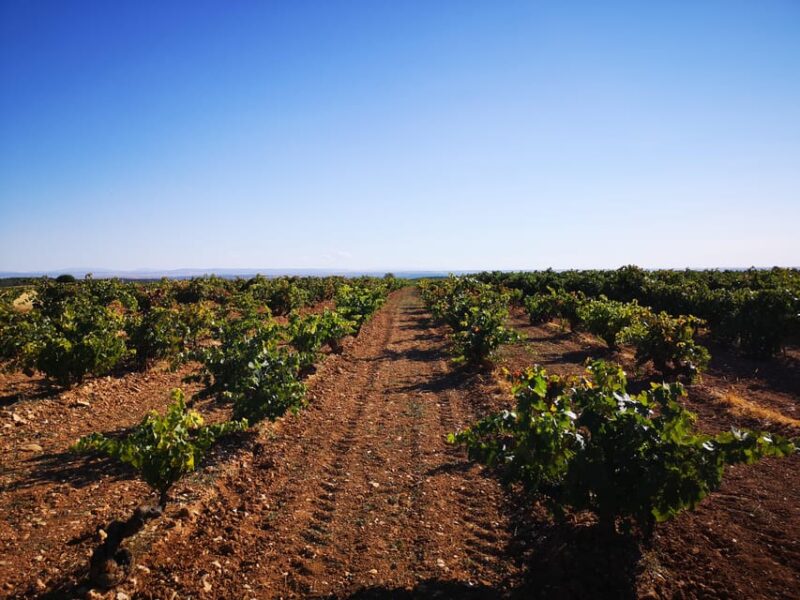 Wine and Food Pairing Tasting Las dos Antiguas- Bodega Artesanal Segovia - Las dos Antiguas: A Genuine Artisan Experience in Castilla y León