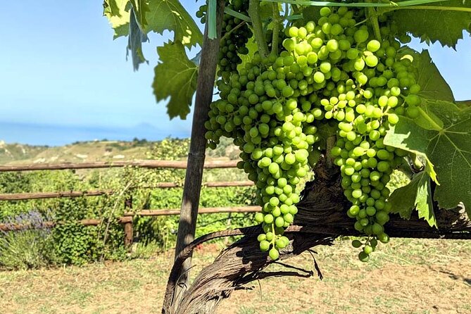 Wine and food tasting - What Makes This Tour Stand Out