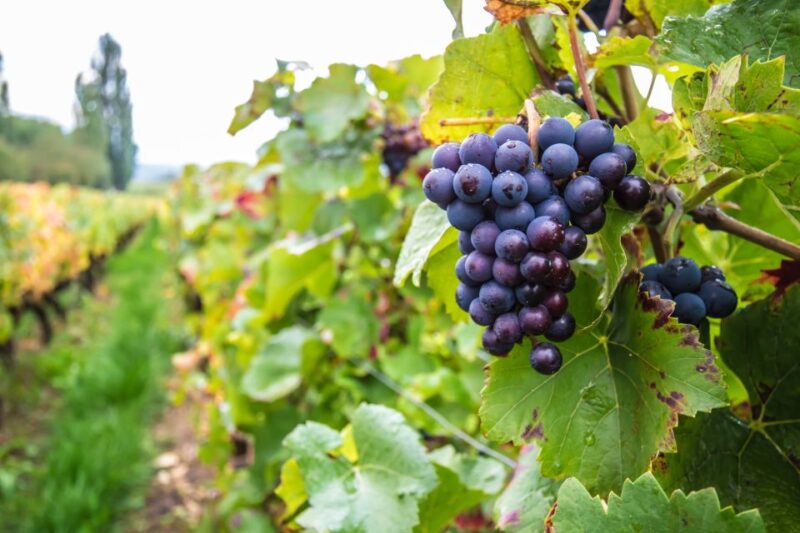 Wine and Food Tasting Tour in Gdansk Old Town - The 3-Hour Tour with City Highlights and Food Pairings