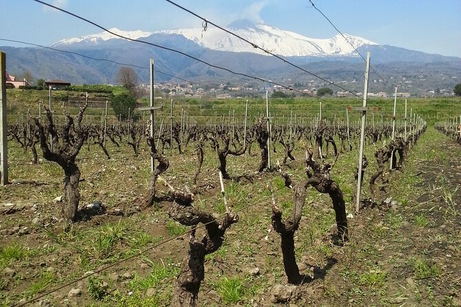 Wine and Lunch Tour - Exploring Sicily’s Vineyards and Cellars in Santa Venerina