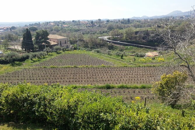 Wine and Lunch Tour - Weather Considerations and Cancellation Policy