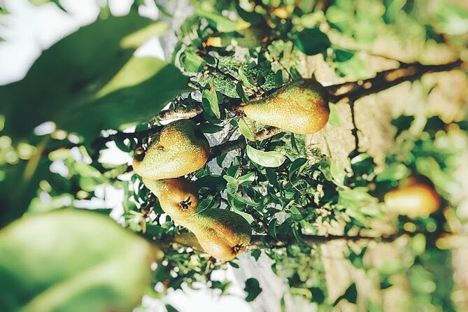 Wine and Raki tasting tour - Starting at Saranda: Convenient Pickup and Scenic Drive