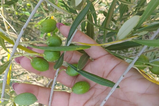 Wine and Raki tasting tour - Who Will Love This Experience