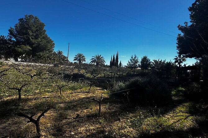 Wine and Tapas Tasting Tour from Alicante, Private Van - Value of the Tour Compared to Others
