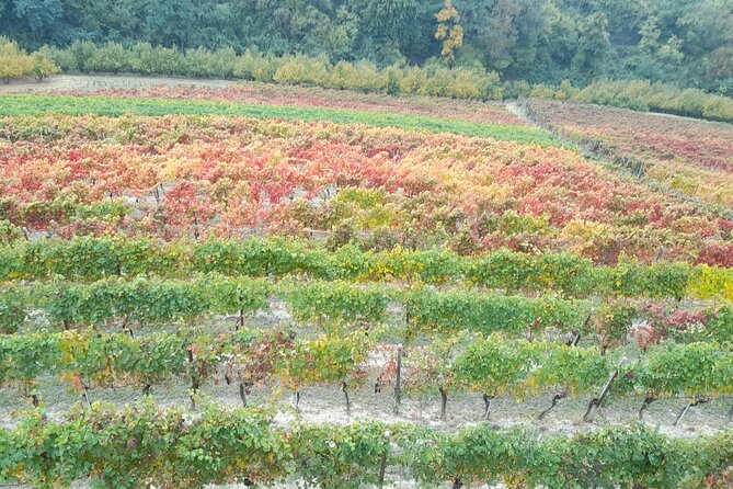 Wine and Typical Product Tasting Tour - Tasting Local Wines and Zero Km Products