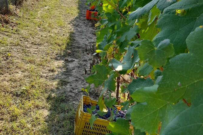 Wine and Typical Product Tasting Tour - Why This Tour Stands Out