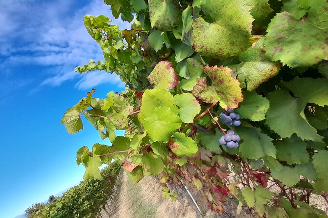 Wine and Typical Product Tasting Tour - Recommended For