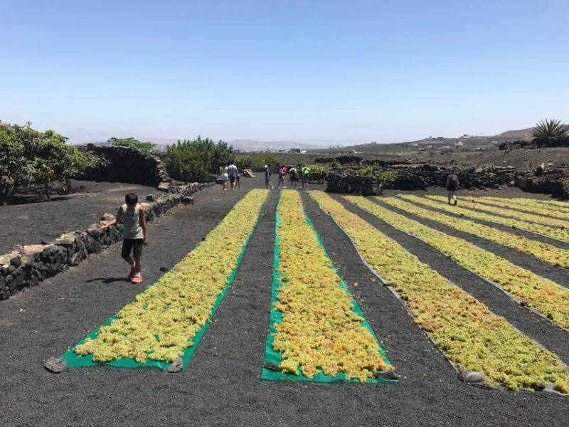 Wine and volcan private tour - Inside the Volcanic Landscape of Timanfaya National Park