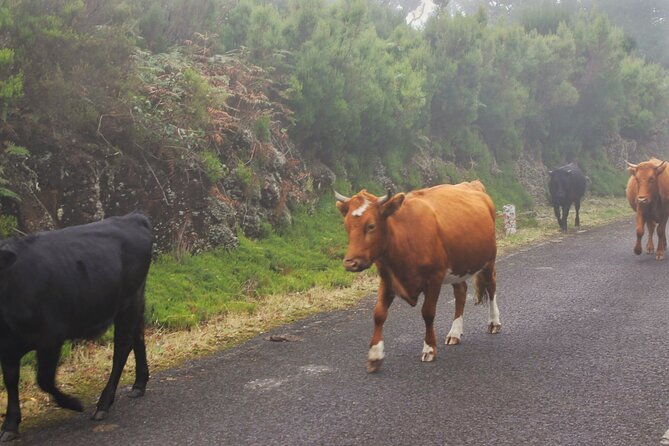 Wine & Cabo Girão Jeep Safari : Unveiling Madeira's Treasures - Scenic Drive Through Serra de Agua Village