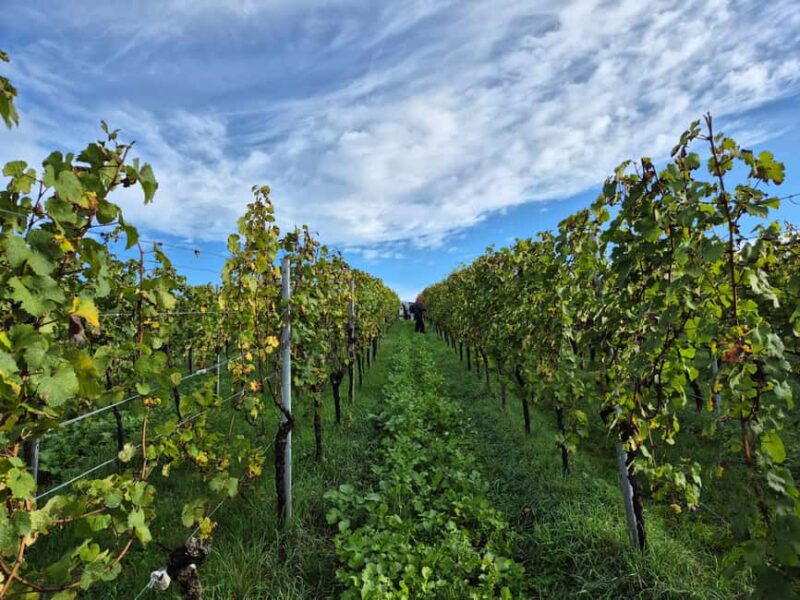 Wine City: 6 Wine Tasting with Bread, Water + Discount on Favorite Wine - The Cost and Value of the Wine Tasting