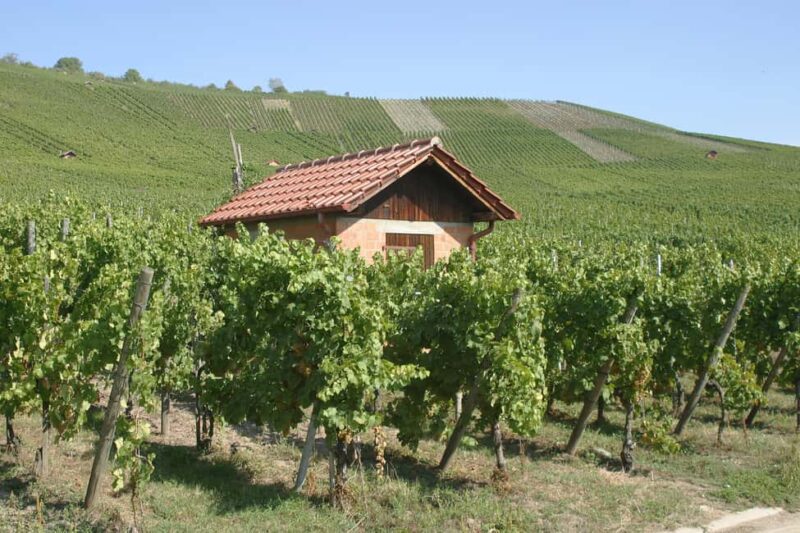 Wine City: 6 Wine Tasting with Bread, Water + Discount on Favorite Wine - Final Thoughts on the Wine Tasting at Bernhard Ellwanger Winery