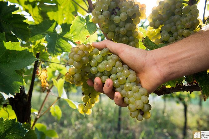 Wine Class and Tasting in Milan - Small Group - Discover Italy’s Famous Wine Regions at Your Pace