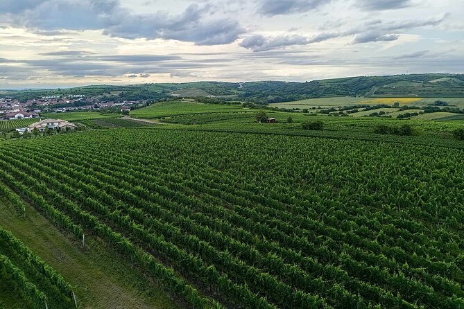 Wine Culture and UNESCO Gems Lednice Valtice Area and Mikulov - Exploring the Vrbice Vineyards and Traditional Cellars