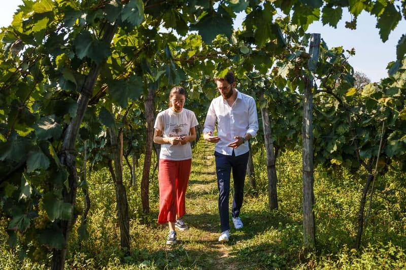 Wine & Dine group tour from Kutaisi - Discover the Charm of Baias Winery in Bagdati