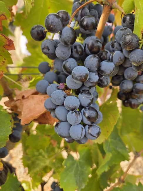 Wine Experience around Cagliari - What Sets This Tour Apart from Similar Experiences