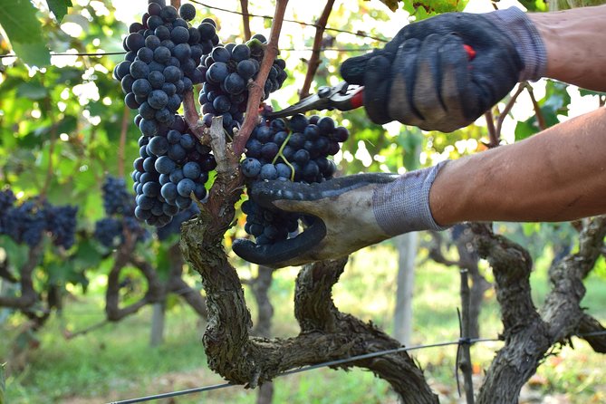 Wine Experience - Explore Salento’s Family-Run Winery Near Lecce for Authentic Wine Tasting