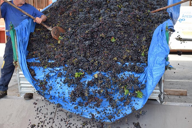 Wine Experience - Key Points